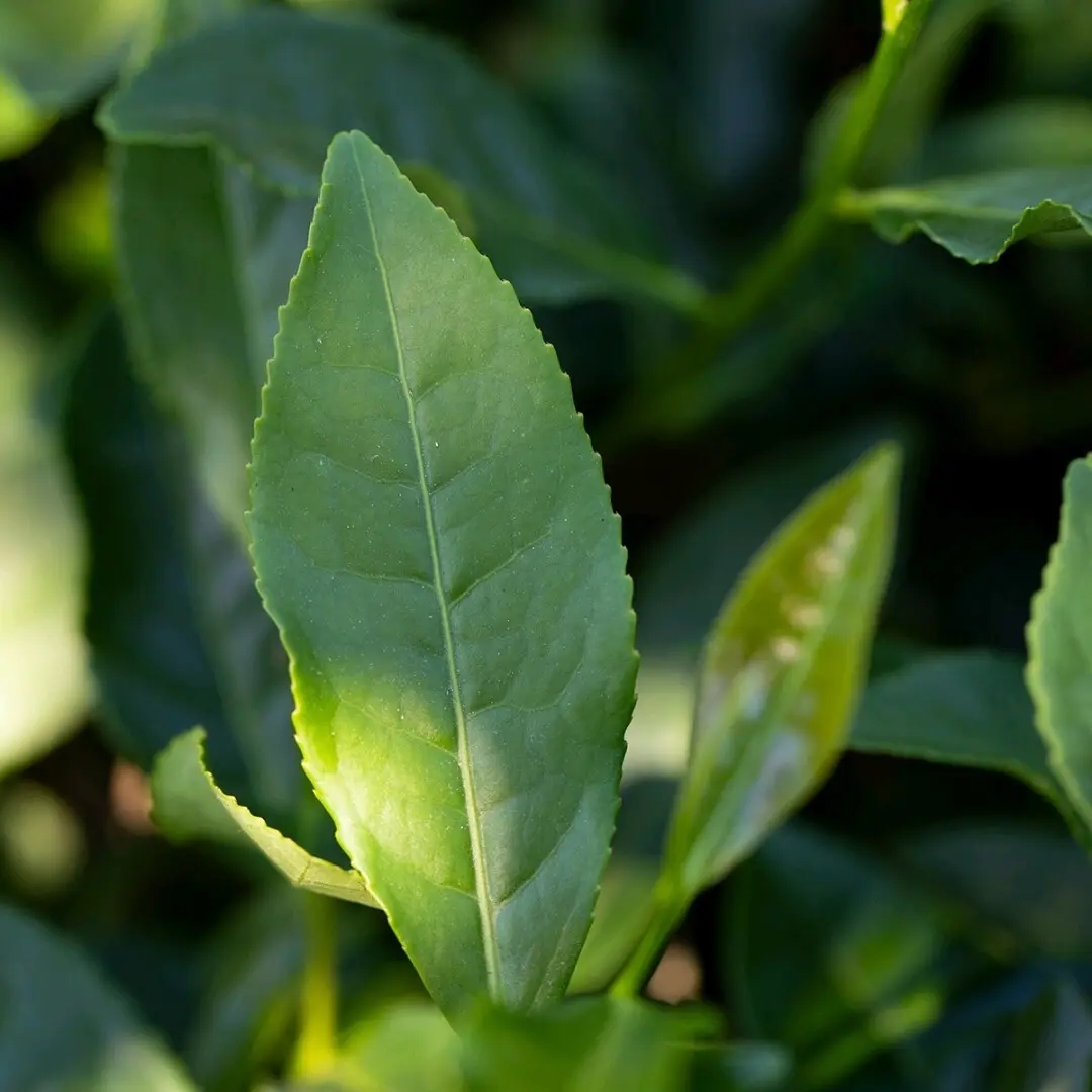 安溪本山茶